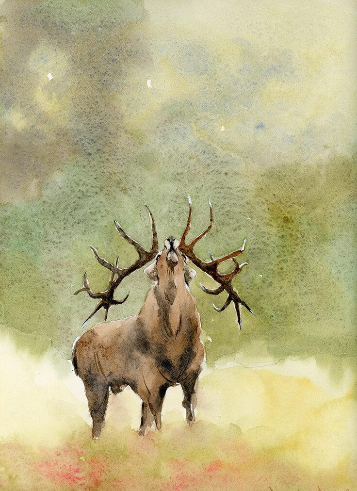 forest